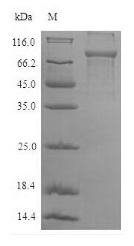 Human LCP1 protein