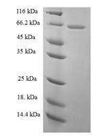 Rat Lgals3bp protein