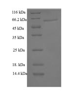 Mouse Lgals6 protein