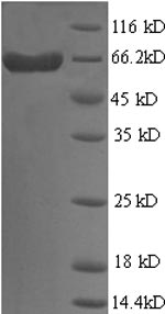 Human LGALS9 protein