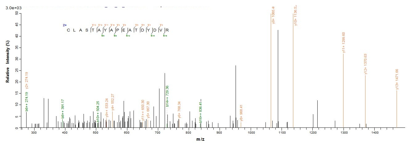 Human LOXL1 protein