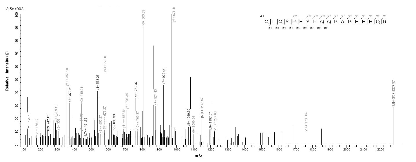Mouse Loxl2 protein