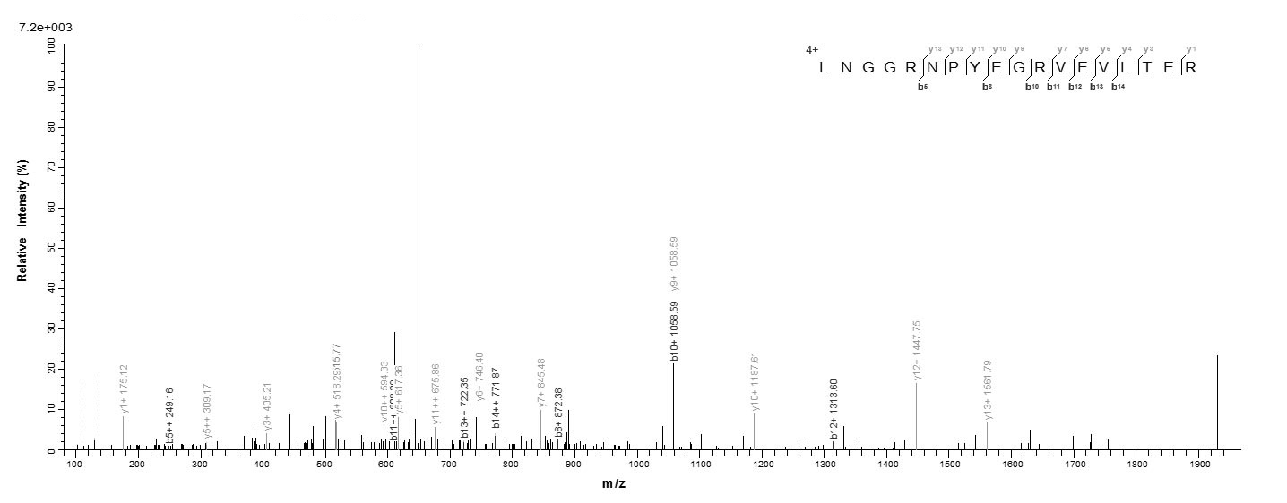 Mouse Loxl2 protein