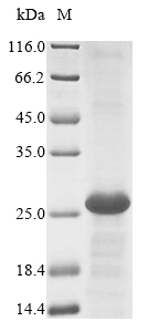 Mouse Ly75 protein