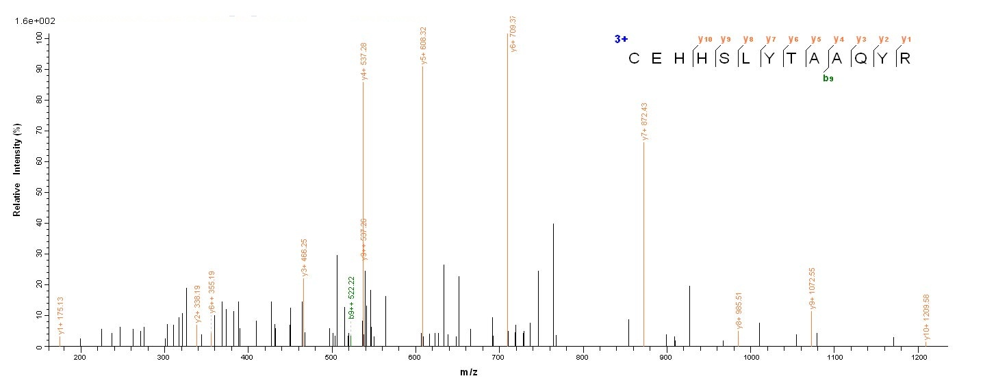 Mouse Ly75 protein