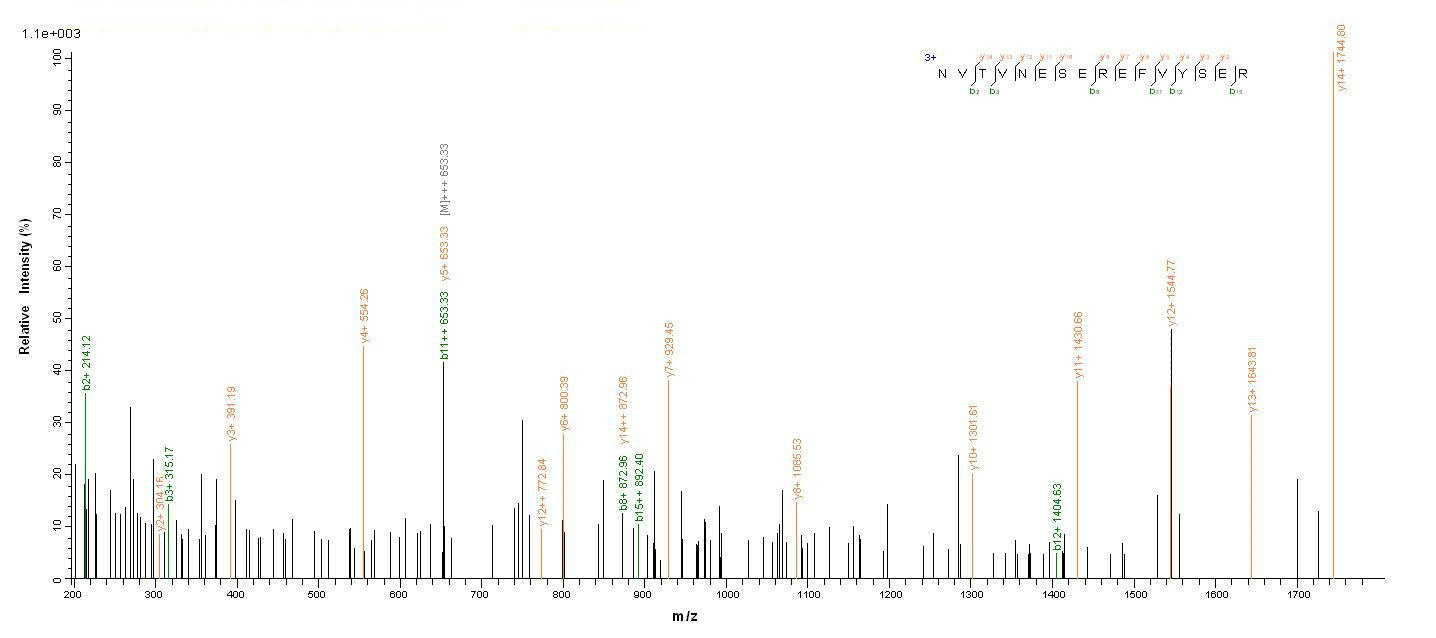 Human MAG protein