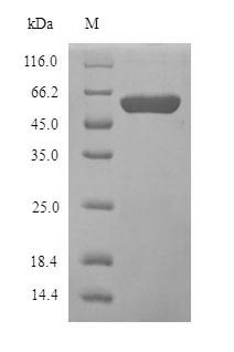 Human MAOB protein