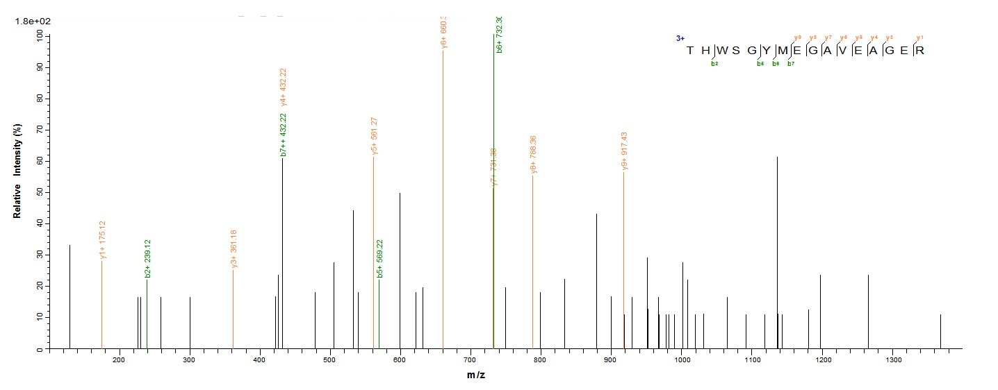 Human MAOB protein