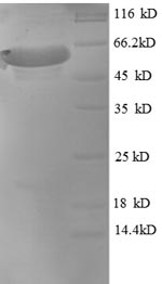E.coli MAPT protein