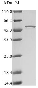 Mouse Mcl1 protein