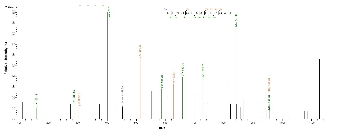 Mouse Mcl1 protein