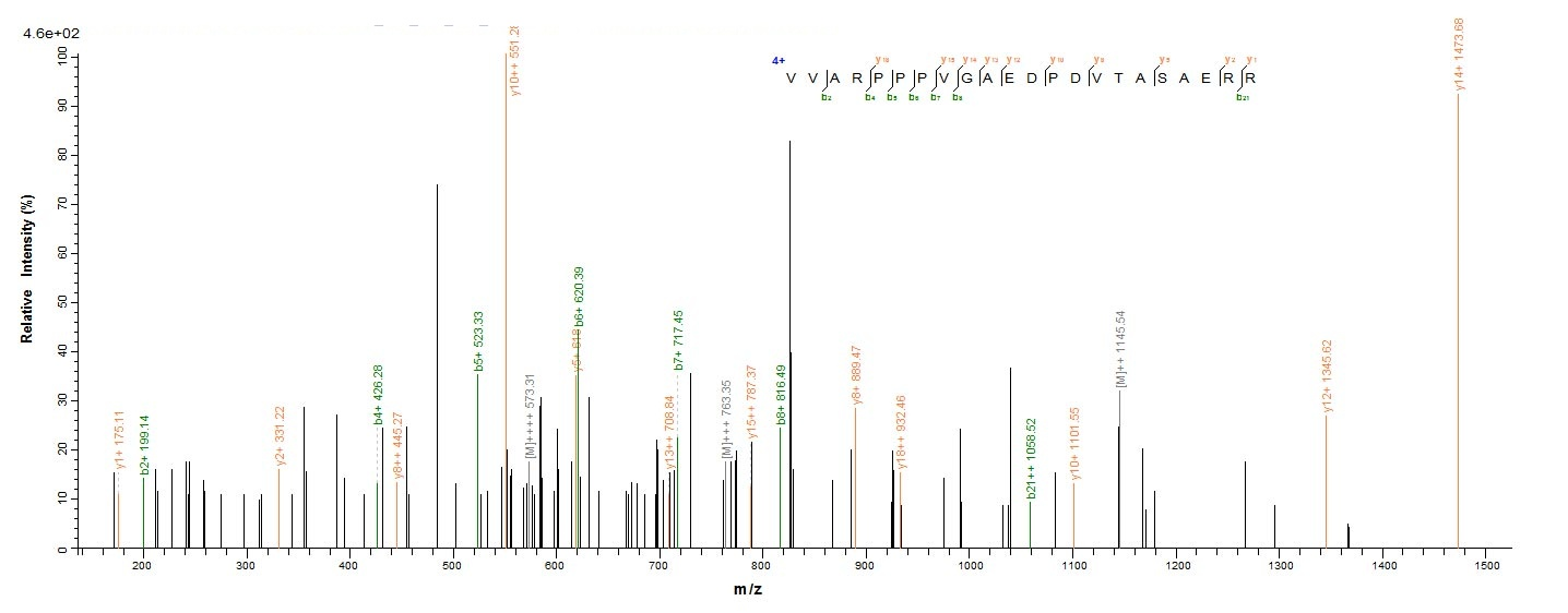 Mouse Mcl1 protein