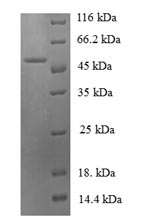 E.coli mdh protein