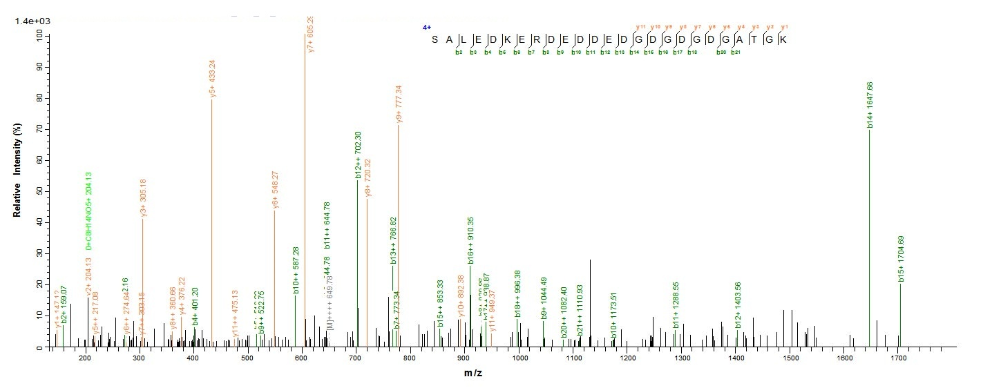 Human METAP2 protein