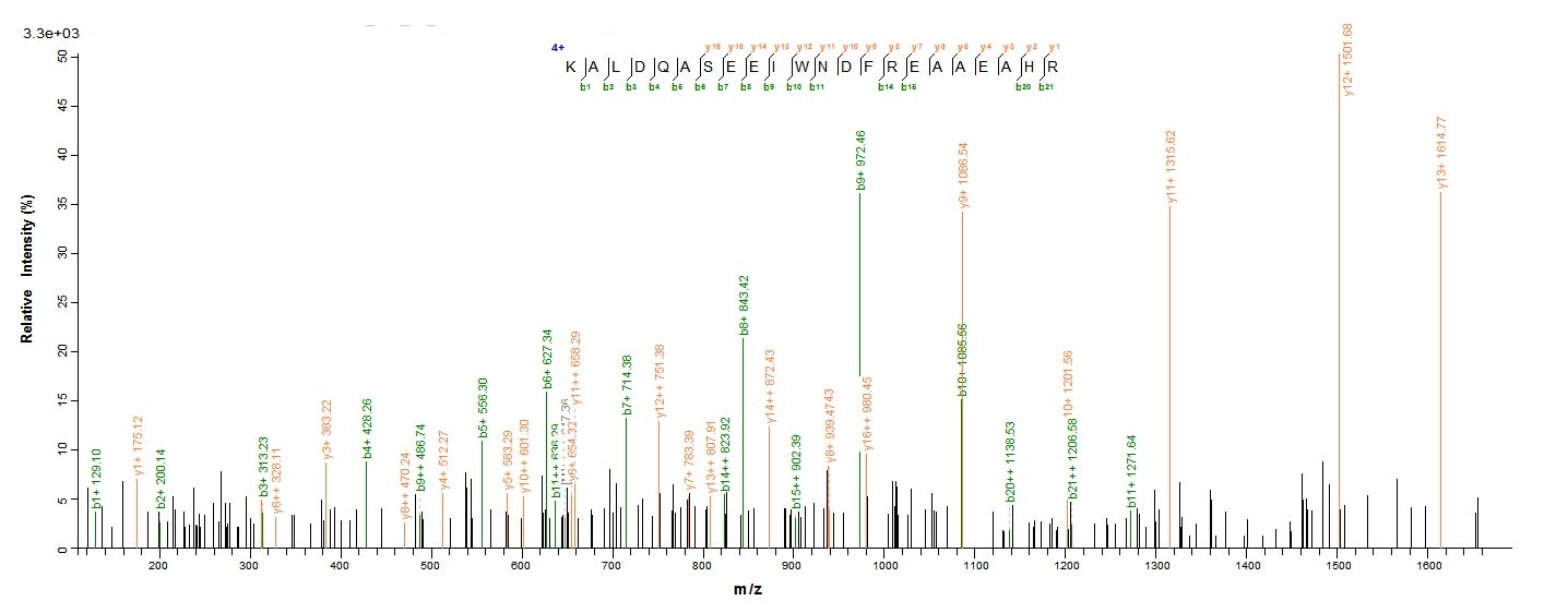 Human METAP2 protein