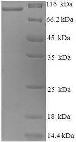 Rabbit Mfi2 protein