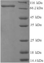 Rat Mmp2 protein