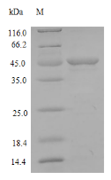 Rat Mmp7 protein