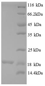 Human MRPL54 protein
