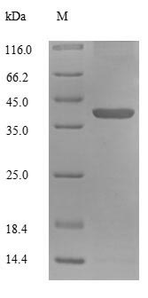 Human MRPL55 protein