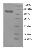 Mouse Msln protein