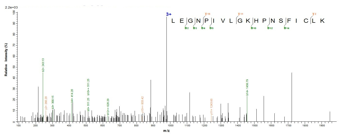 Human OGN protein