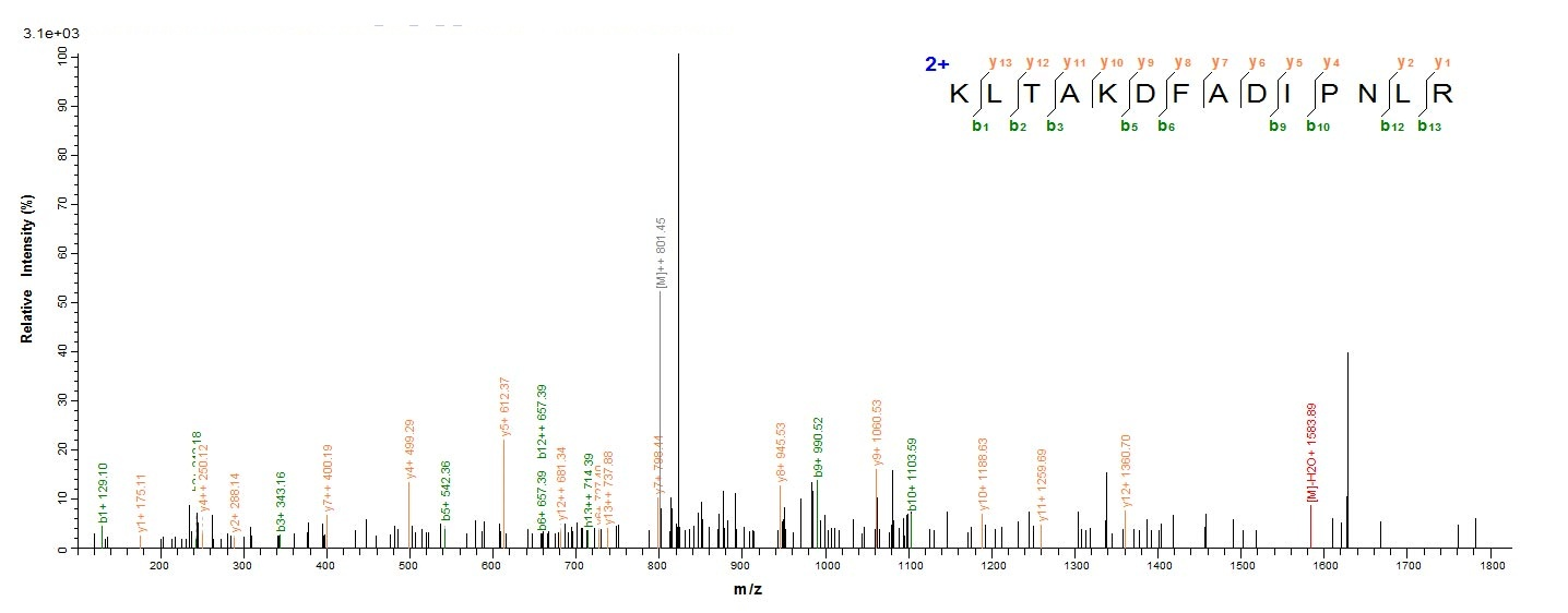 Human OGN protein