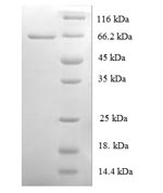 Human ORC4 protein