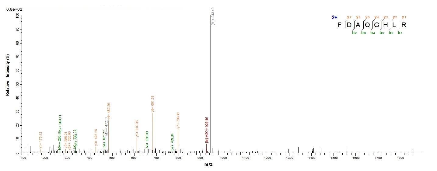 Human PCK1 PEPCK1 protein