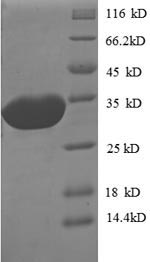 E. coli def protein