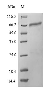 Mouse Pdia2 protein