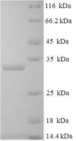 Human PGF protein