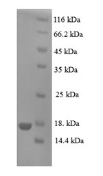 Human PIP protein