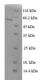 Mouse Pitx3 protein