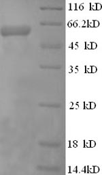 Human PRF1 protein