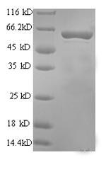 Rat PRF1 PFP protein