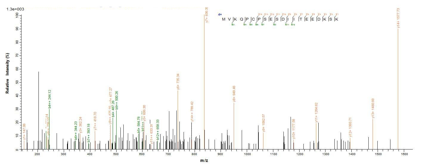Human PSIP1 protein
