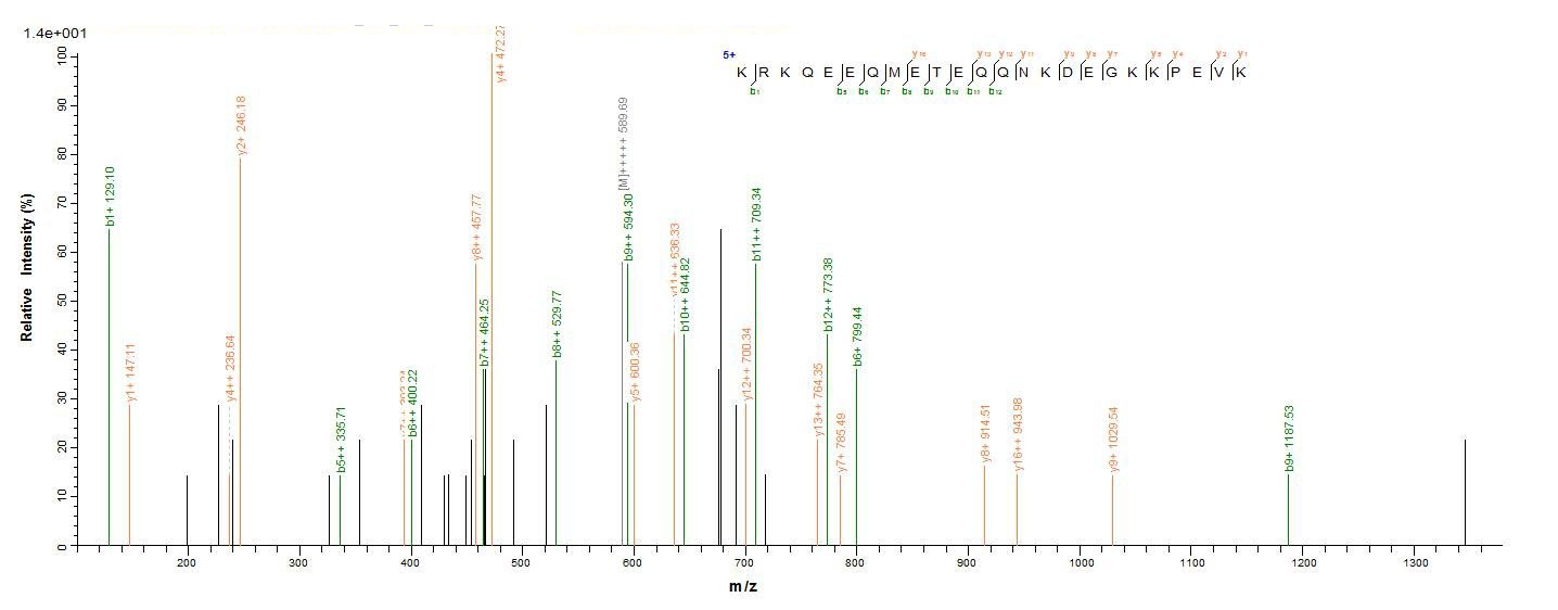 Human PSIP1 protein