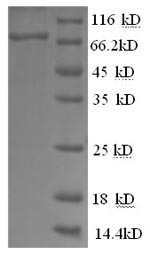 Human Cox2 protein