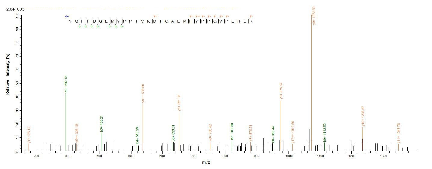 Human Cox2 protein