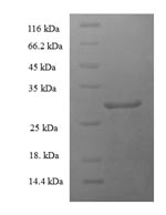 Human PTH2R protein
