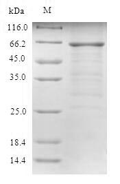 Human RAD23A protein