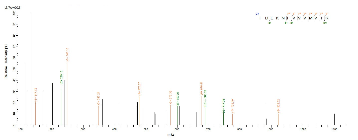 Human RAD23A protein