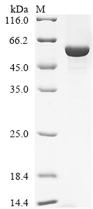 Bovine RBP3 protein