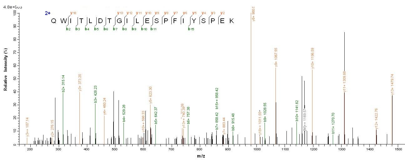 Human RHBDL2 protein