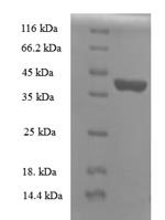 Human ROPN1B protein