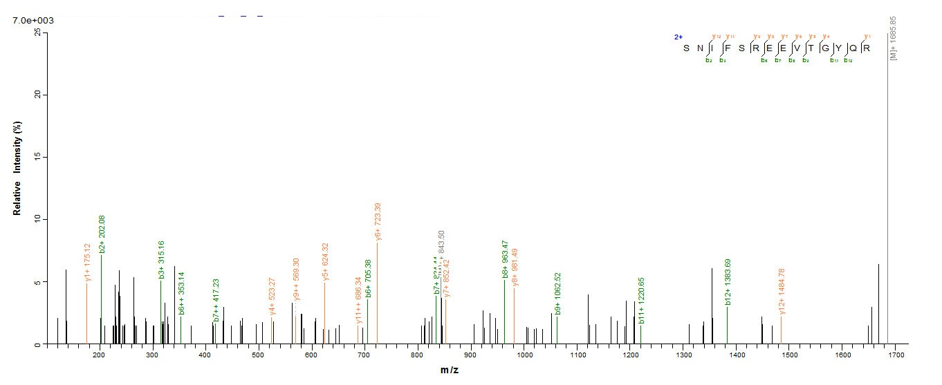 Human RORC protein
