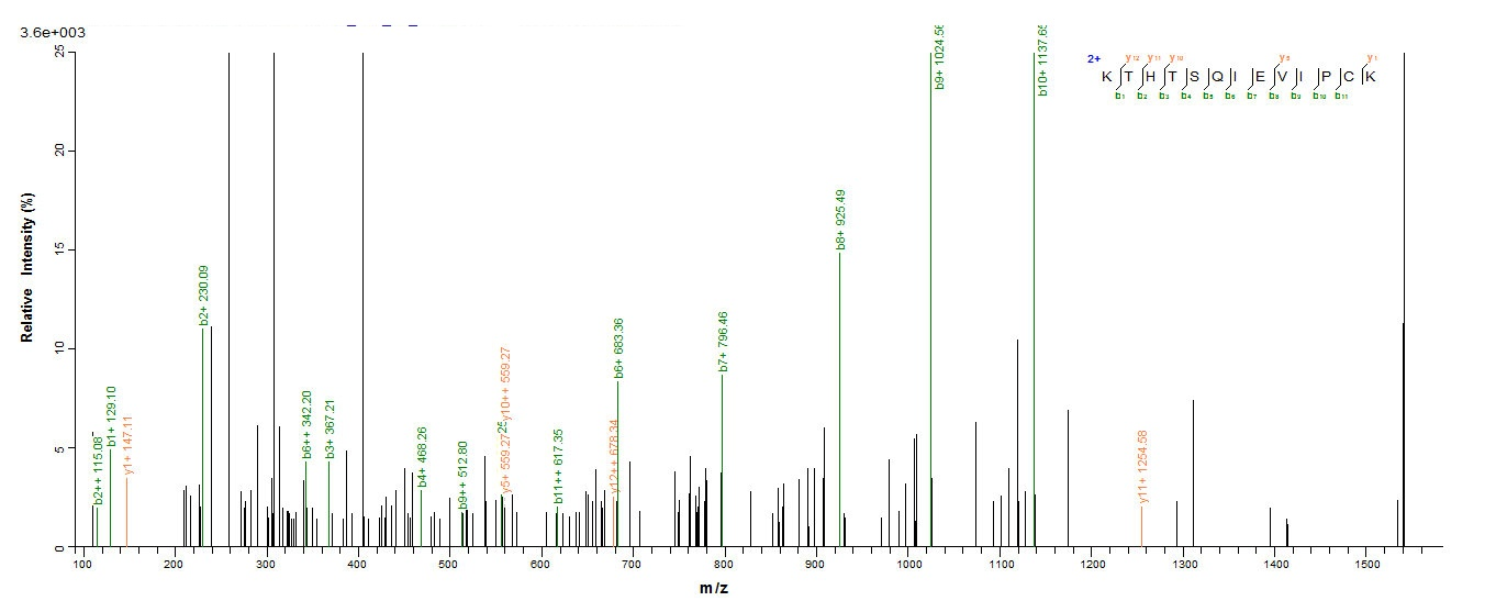 Human RORC protein