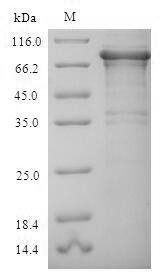 Human RPA1 protein