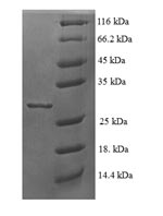 Human RPL35A protein